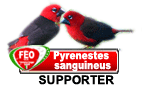 birdboard pirenestes